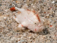 Lembeh Frogfish - Nudiantennarius subteres - Lembeh Anglerfisch 